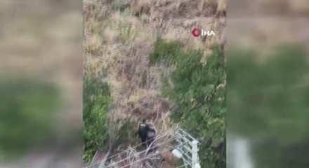 Alzaymır hastası teyzeyi sırtında taşıdı! Bakan &Ccedil;ift&ccedil;i'den kahraman polise tebrik