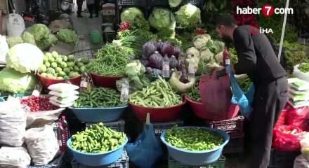  Araban Ovası'nda turşuluk acura yoğun talep