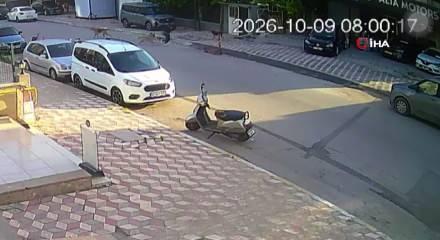 Hatay'da okul yolunda dehşet: 15 yaşındaki &ouml;ğrenciye k&ouml;pekler saldırdı
