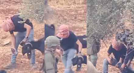 İsrail askerinin g&ouml;zetiminde Filistinlilerin hayvanlarını zehirlediler