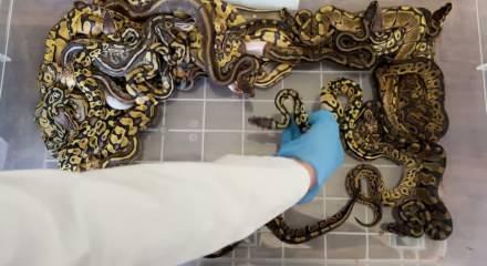 Kapıkule'de 67 canlı piton yılanı ele ge&ccedil;irildi