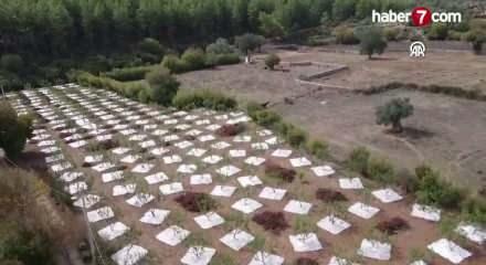Muğla'da sakız &uuml;retimi yeniden canlanıyor