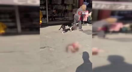 Esenyurt'ta Pitbull dehşeti: Ağızlıksız gezdirilen k&ouml;pek sokak kedisini par&ccedil;aladı