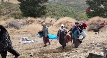 Manisa'da dağlardan toplanıyor! Kadınların ge&ccedil;im kaynağı oldu