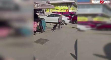 Esenyurt'ta sokakta kedi par&ccedil;alayan pitbullu dolaştıran sahibine rekor ceza