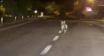 Şehre inen kurdu otomobiliyle kovaladı