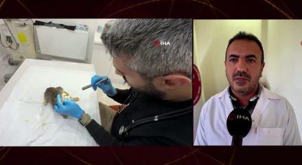 Tokat&rsquo;ta mide bulantısı ve kusma salgını hayvanlarda da g&ouml;r&uuml;ld&uuml;