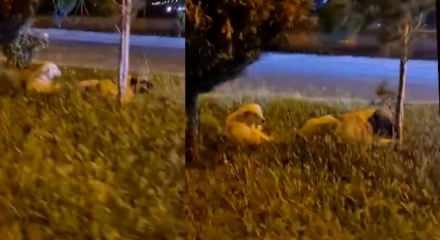 Batman'da zararsız dediği sokak k&ouml;peklerinin saldırısına uğradı