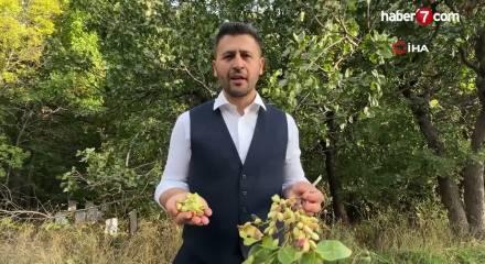 Dağlardan servet fışkırdı: Unutulan alanda paraya para demiyorlar