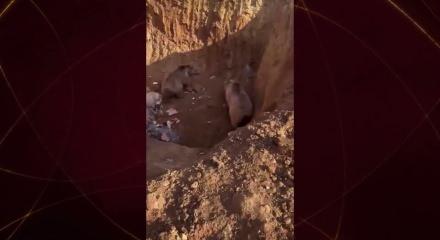 Erzurum&rsquo;da şaşırtan olay! 2 ayı ve 3 k&ouml;pek aynı kuyuya d&uuml;şt&uuml;