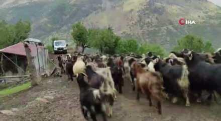 Ormanda kendiliğinden yetişiyor: İki g&uuml;n kaynatılınca bakın ne oluyor!