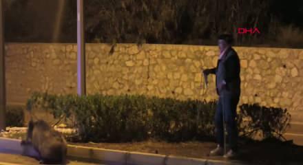 Aydın'da tehlikeli anlar! Yaban domuzunu kementle yakalamaya &ccedil;alıştı