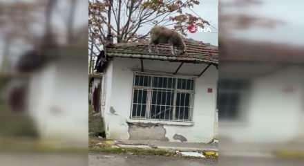 Edirne'de karnı acıkan koyun &ccedil;atıya &ccedil;ıkınca ortaya komik anlar &ccedil;ıktı