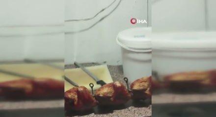 Hatay&rsquo;da restorana zabıta baskını: 15 kilo bozuk tavuk ele ge&ccedil;irildi