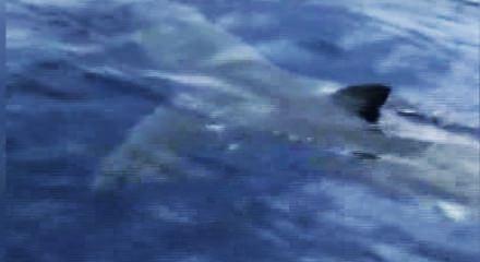 bodrum da köpek balığı