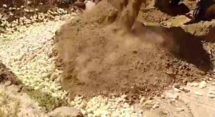 Iran Da Tavuk Tuketimi Azalinca Yuz Binlerce Civciv Itlaf Edildi Video 7