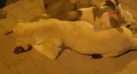 Uyusturucu Igneyle Vurulan Kopek Oldu Belediye Sorusturma Baslatti Video 7
