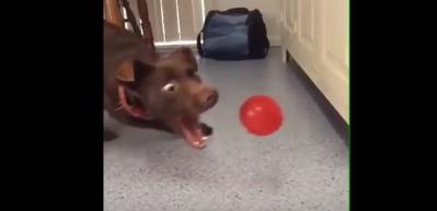 Topu yakalamak isteyen k&ouml;peğin &ccedil;abası