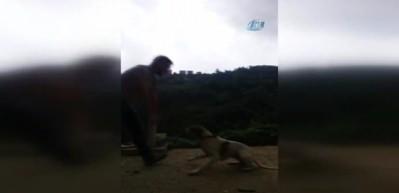Trabzon'da kolbastı oynayan k&ouml;pek şoke etti!