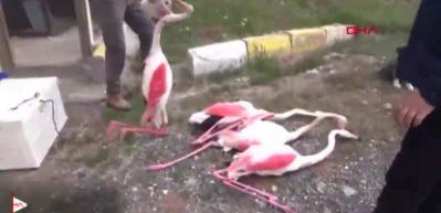 Vicdansızlar! Tüfekle 4 flamingoyu öldürdüler