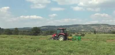 T&uuml;rkiye'nin "kekik &uuml;retim merkezi"nde hasat başladı