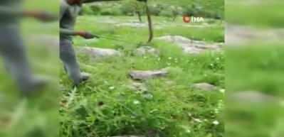 T&uuml;rkiye'nin zehri en &ouml;l&uuml;mc&uuml;l yılanı Derecik&rsquo;te g&ouml;r&uuml;ld&uuml;