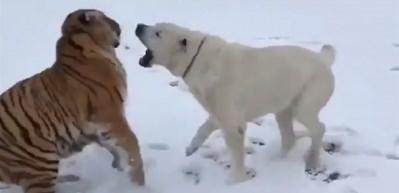 Türkmen çoban köpeği kaplana karşı!