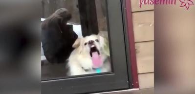 Şaşkın k&ouml;pek, sahibini g&ouml;r&uuml;nce bakın ne yaptı