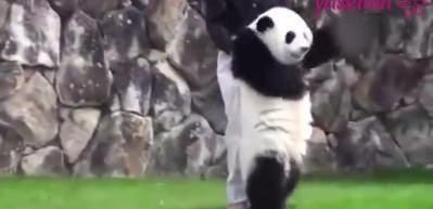 &Uuml;şenge&ccedil; panda