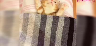 Uykusu gelen yavru kedi