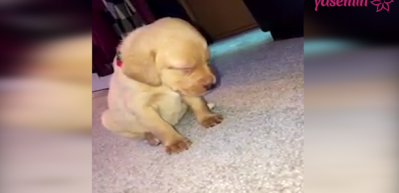 Uykuya yenik d&uuml;şen yavru k&ouml;pek