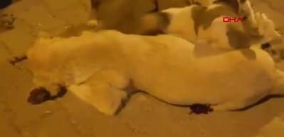 Uyuşturucu iğneyle vurulan k&ouml;pek &ouml;ld&uuml;, belediye soruşturma başlattı