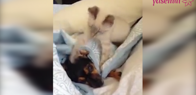Uyuyan k&ouml;peği canından bezdiren kedi