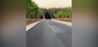 Uzaktan korkutucu g&ouml;r&uuml;len ağa&ccedil; t&uuml;neli!