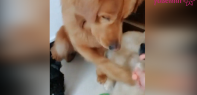 Uzatılan yemeği &ouml;nce arkadaşlarına veren centilmen k&ouml;pek