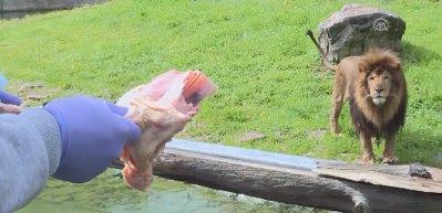 Vahşi hayvanlara "bebek" gibi bakıyorlar