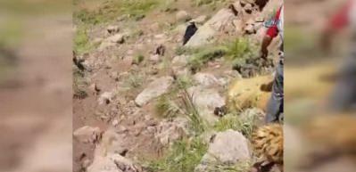 Van&rsquo;da toplu koyun intiharı