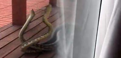 Verandada piton kavgası !