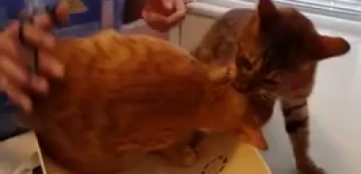Veterinerde uyuşturulan arkadaşını b&ouml;yle korudu