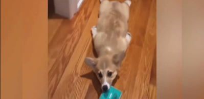 Viledayla gezintiye &ccedil;ıkan k&ouml;pek