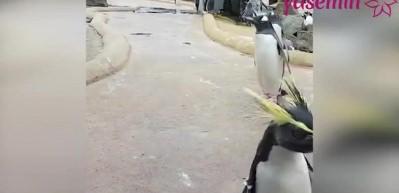Neşeli penguen