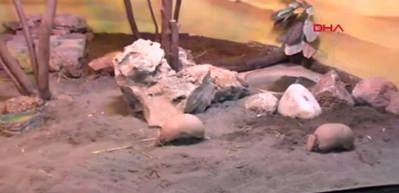 Wild Park'a armadillo geldi