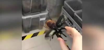 G&ouml;renleri hayrete d&uuml;ş&uuml;ren b&ouml;cek! Ağırlığının 850 katını kaldırıyor