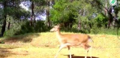 Yaban hayvanları fotokapanlara yansıdı