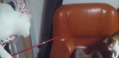 Yaramaz kedi, arkadaşını oltaya getirdi