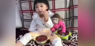 Yaramaz maymunla k&uuml;&ccedil;&uuml;k kızın &ccedil;erez m&uuml;cadelesi
