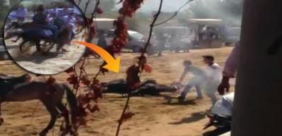 Yarış atı 45 kilometre hızla &ccedil;arpınca...