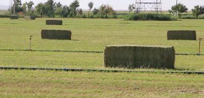 Yarış atlarının yemleri Aksaray'dan