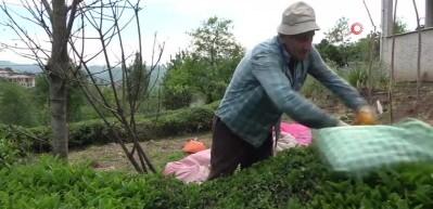 Yaş &ccedil;ay sezonu a&ccedil;ıldı