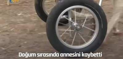 Yavru alpaka artık y&uuml;r&uuml;yebiliyor